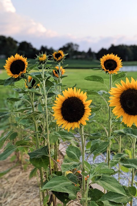 00100lPORTRAIT_00100_BURST20190731202622949_COVER