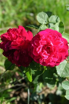 00100lPORTRAIT_00100_BURST20190628171733681_COVER