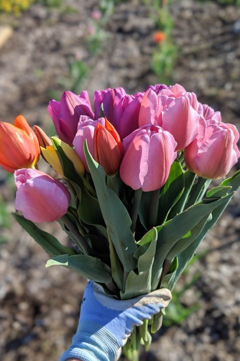 00100lPORTRAIT_00100_BURST20190422181658906_COVER