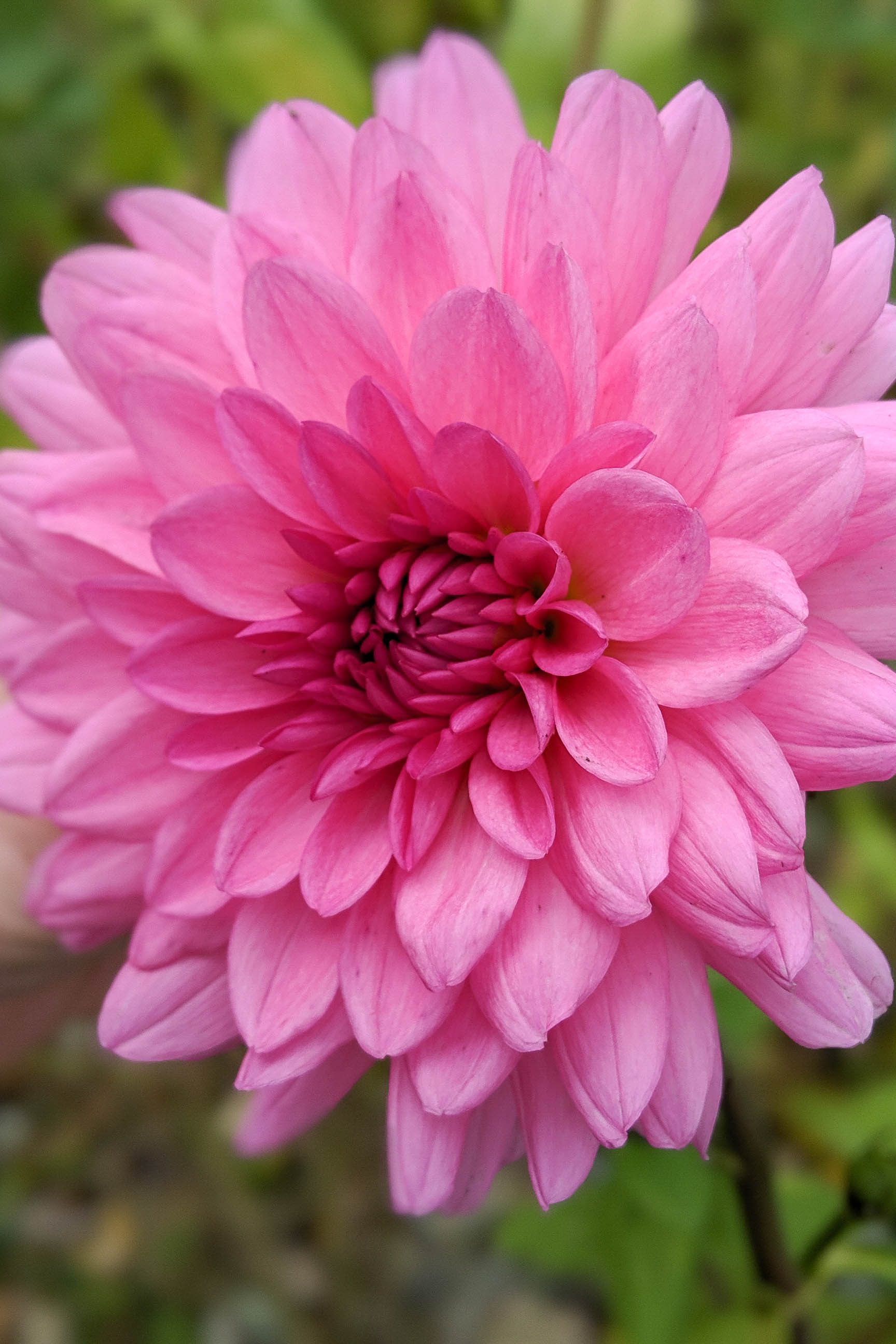 -6485828819719432402