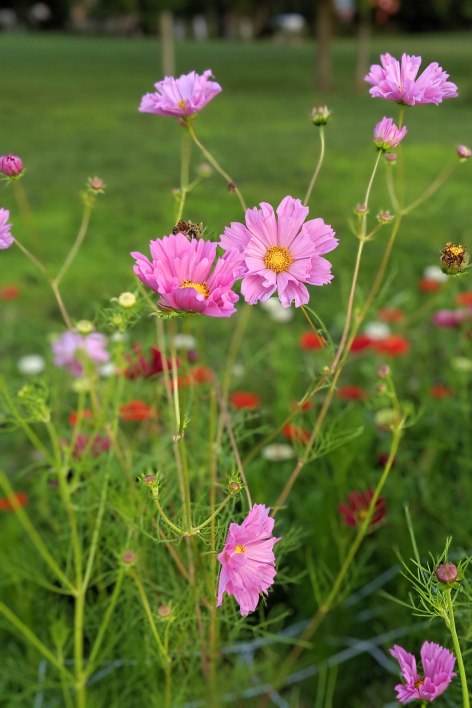 00100lPORTRAIT_00100_BURST20190731202730455_COVER(1)