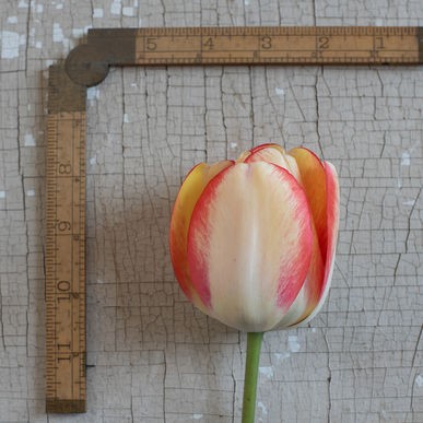 Tulip